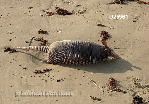 Nine-banded Armadillo (Dasypus novemcinctus)